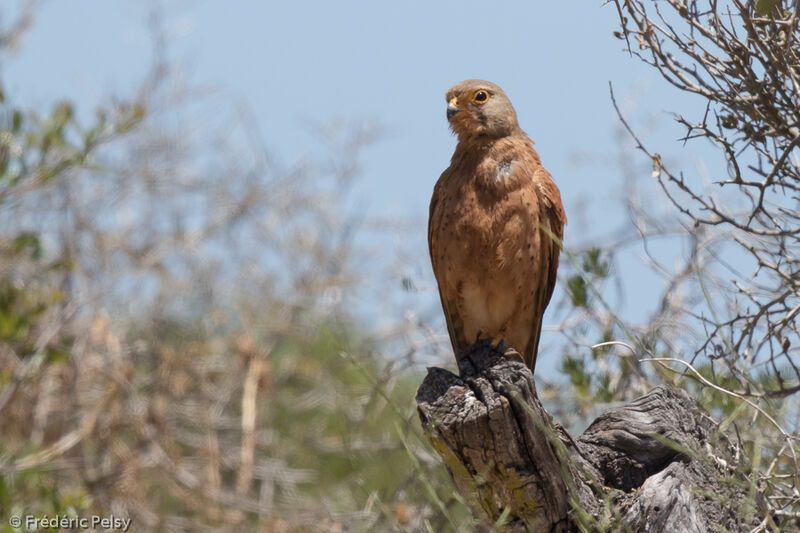 Rock Kestrel