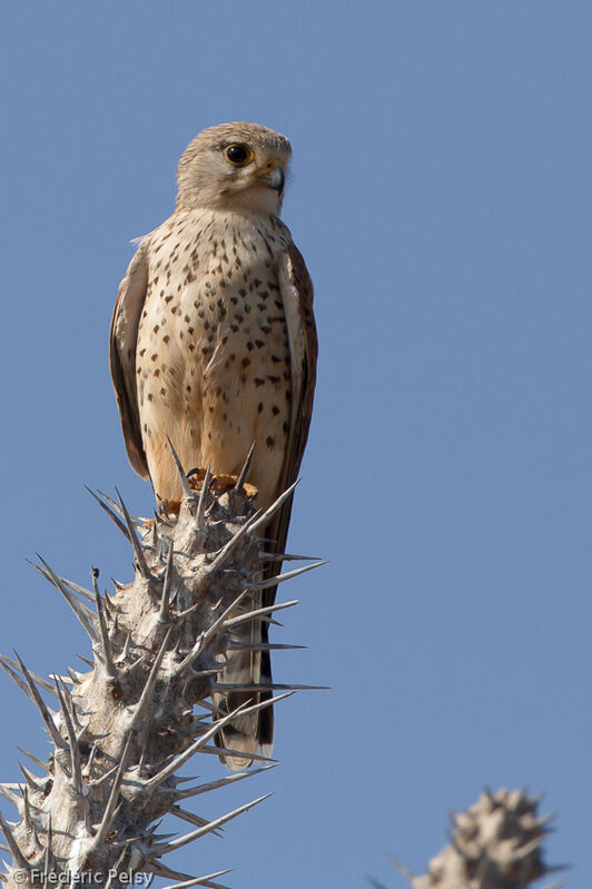 Malagasy Kestrel