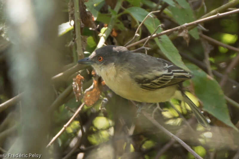 Northern Puffback