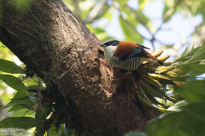 Himalayan Cutia male adult, habitat, Behaviour