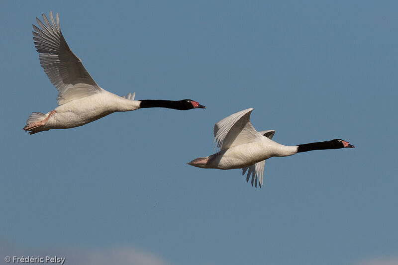 Cygne à cou noir, Vol