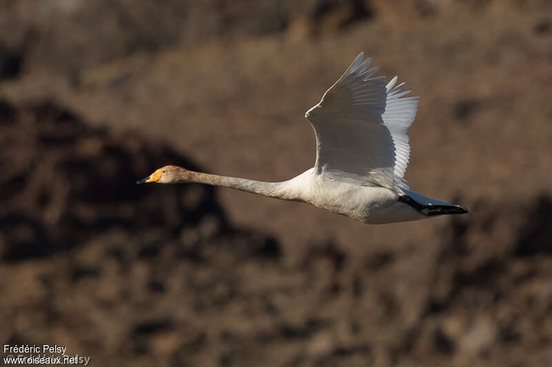 Whooper Swanimmature, Flight