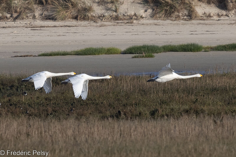 Whooper Swan