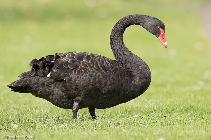 Black Swanadult