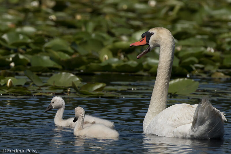 Mute Swan