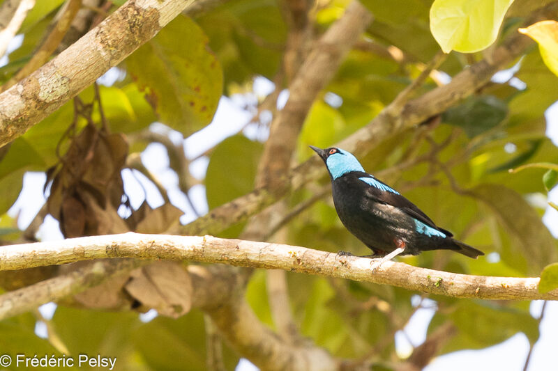 Dacnis à cuisses rouges mâle