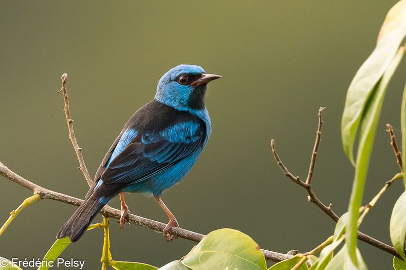 Blue Dacnis male