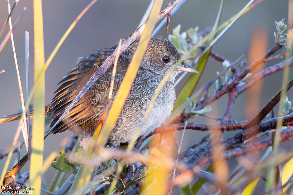 Western Bristlebird