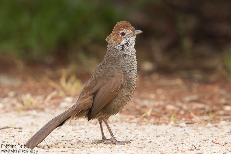 Dasyorne rouxadulte, identification