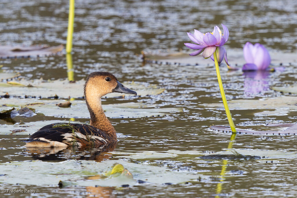 Dendrocygne à lunules