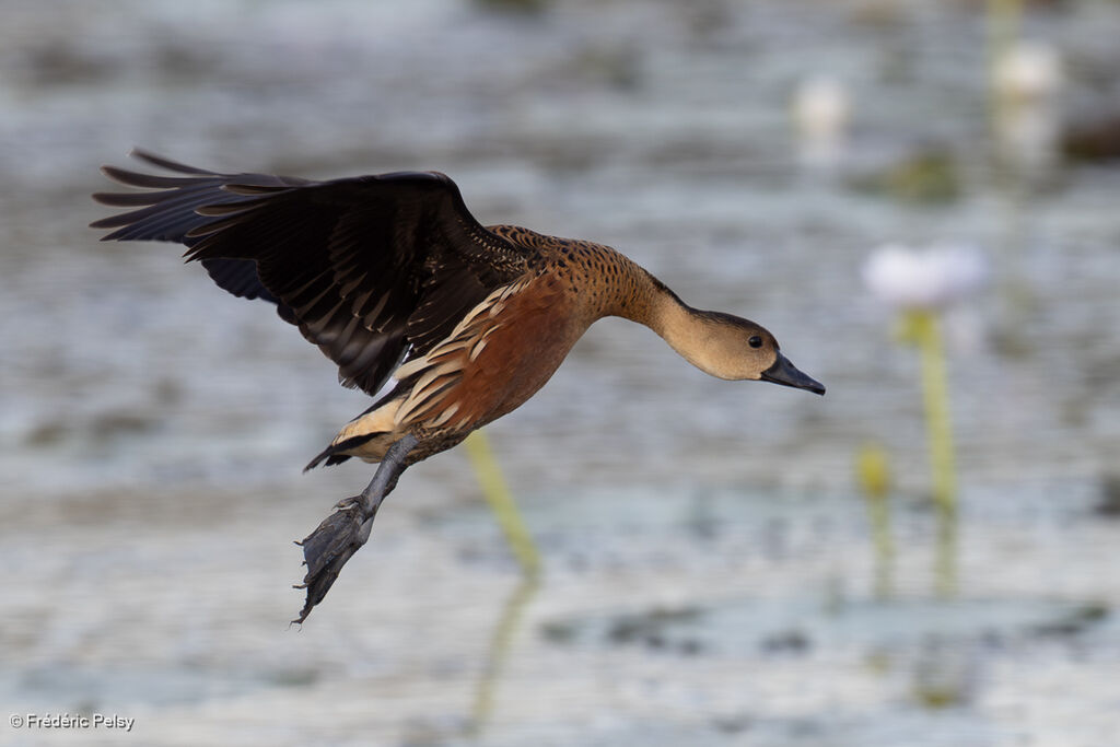 Dendrocygne à lunules, Vol