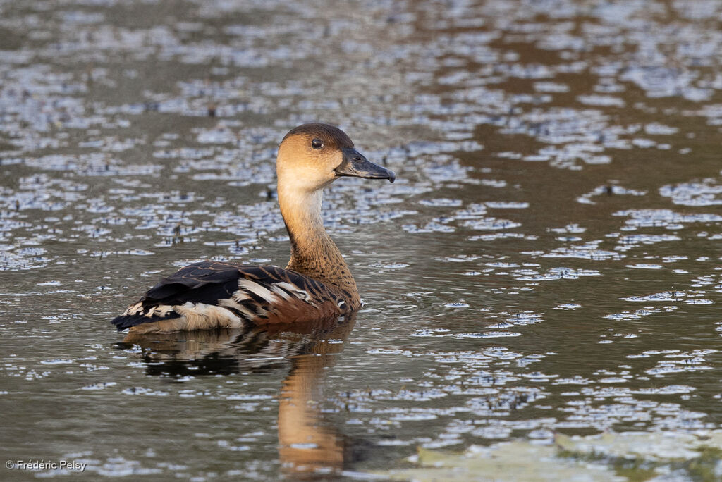 Dendrocygne à lunules