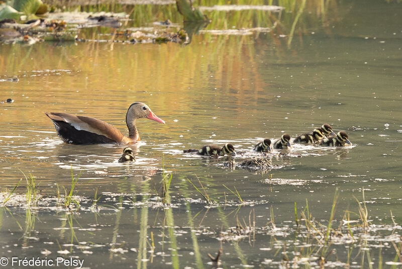 Dendrocygne à ventre noir, Nidification