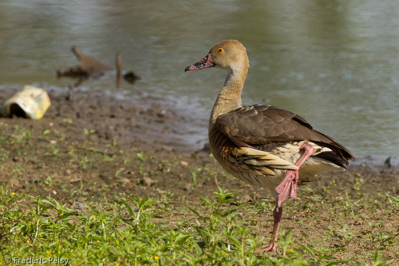 Dendrocygne d'Eytonadulte