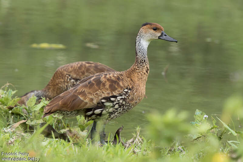 Dendrocygne des Antillesadulte, identification