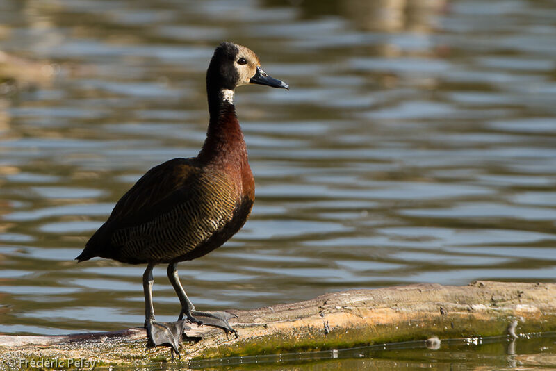 Dendrocygne veufadulte