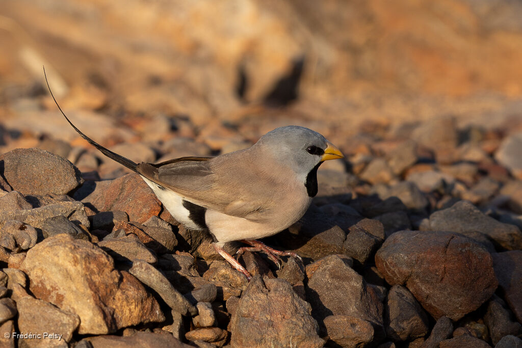 Long-tailed Finch
