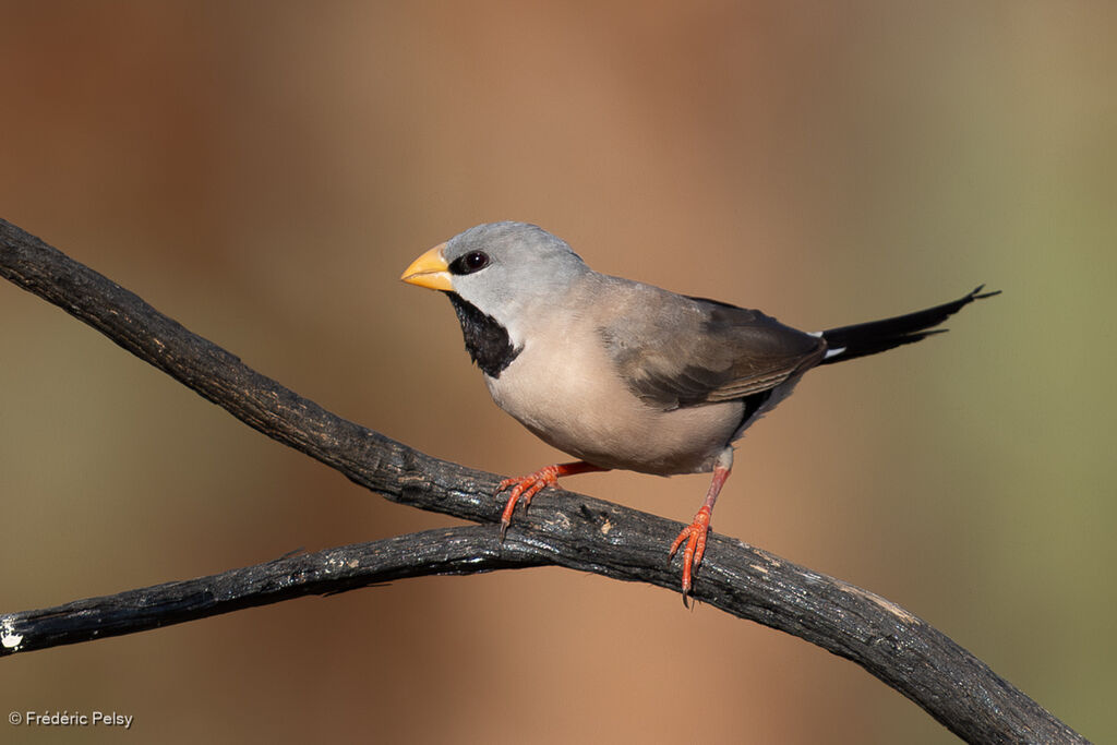 Long-tailed Finch