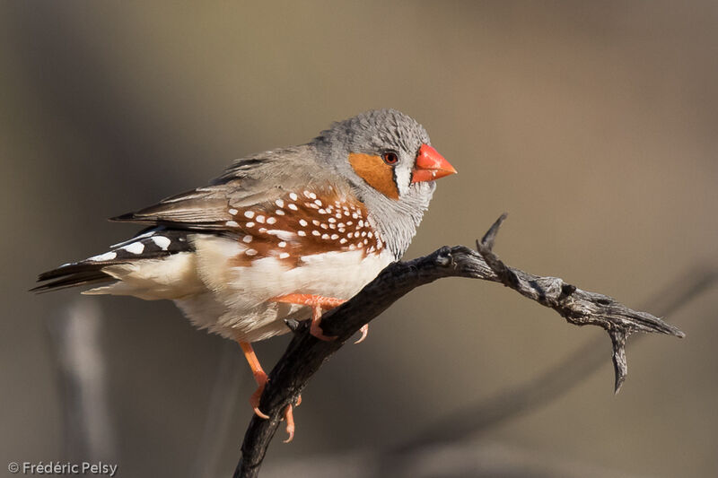 Sunda Zebra Finch male adult