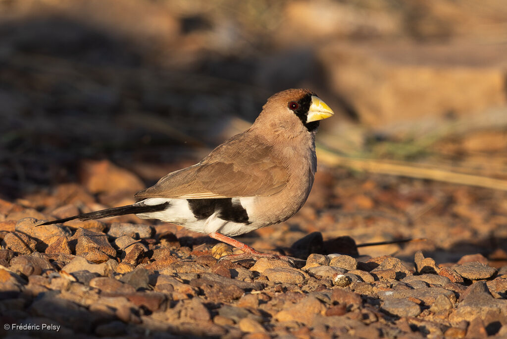 Masked Finch