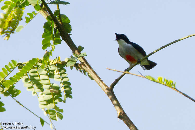 Red-keeled Flowerpeckeradult