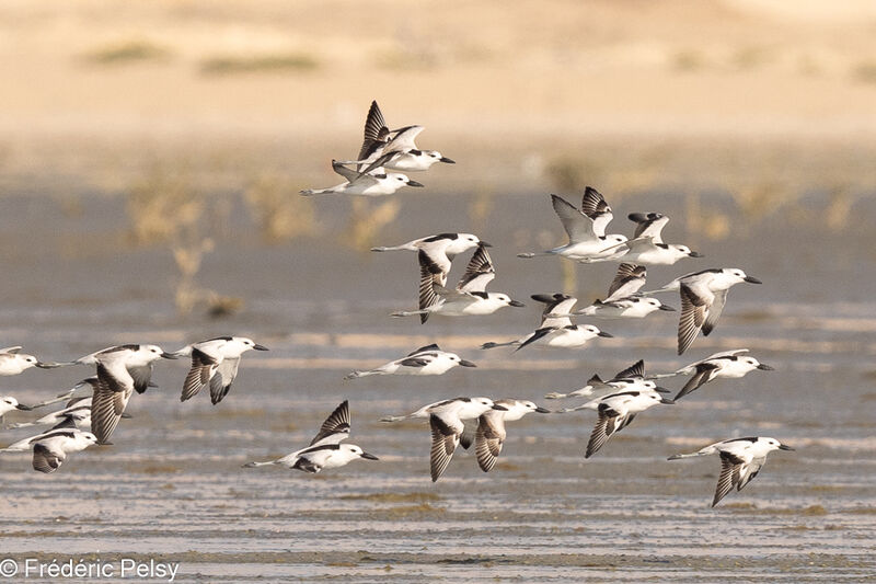 Crab-plover, Flight