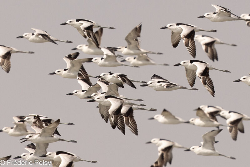 Crab-plover, Flight