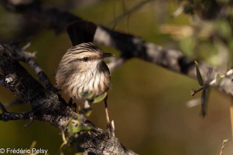 Streaked Scrub Warbler