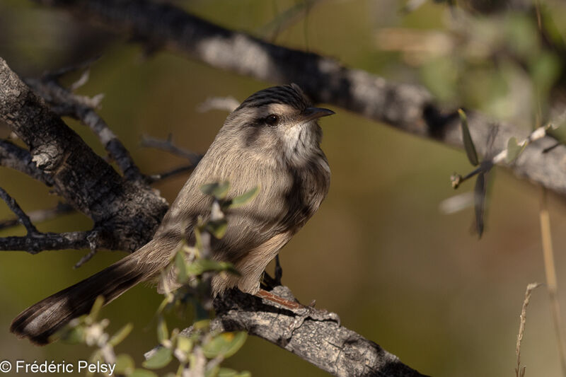 Streaked Scrub Warbler