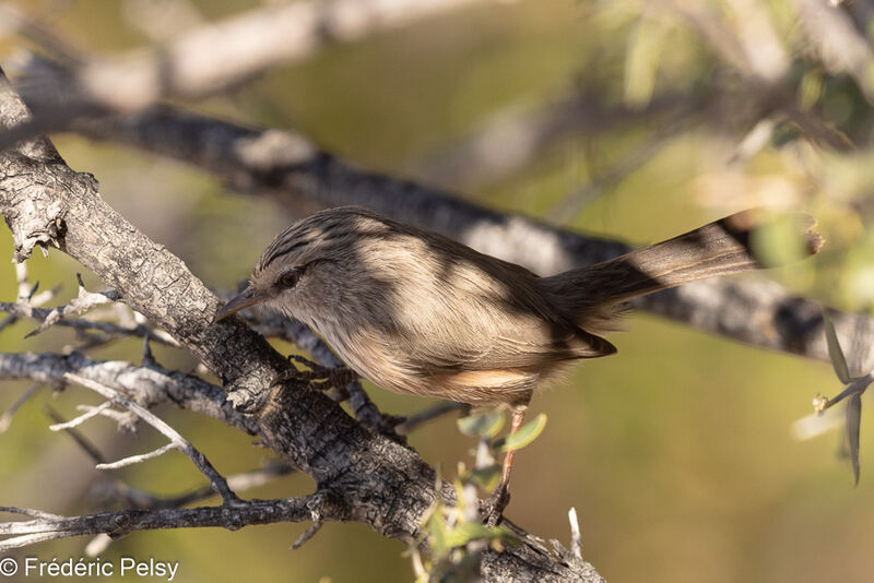 Streaked Scrub Warbler