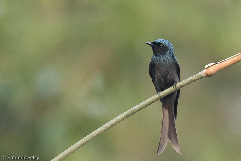 Drongo bronzé