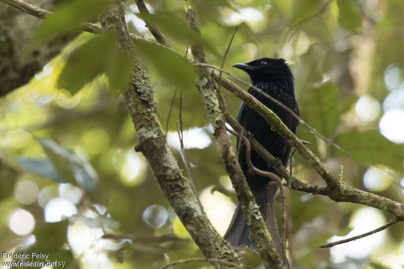 Drongo des Célèbes