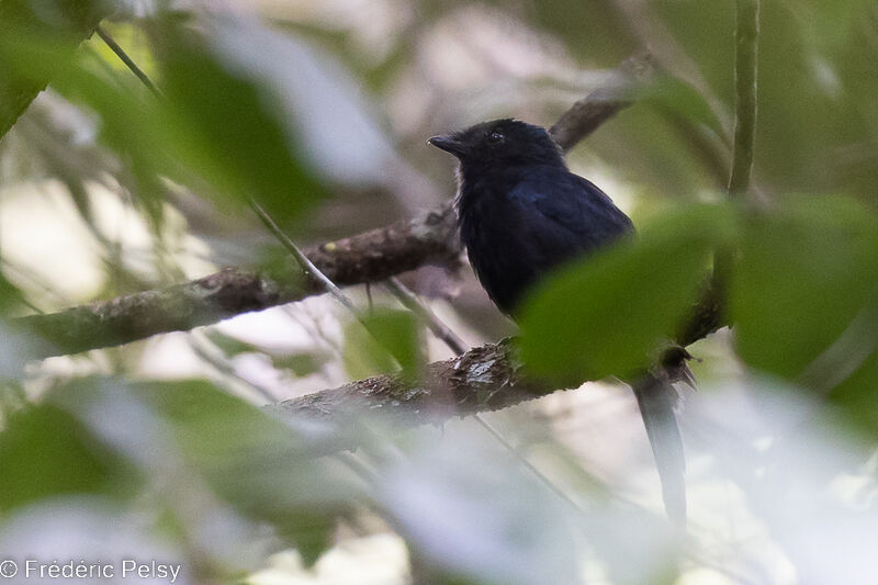 Drongo Fantail