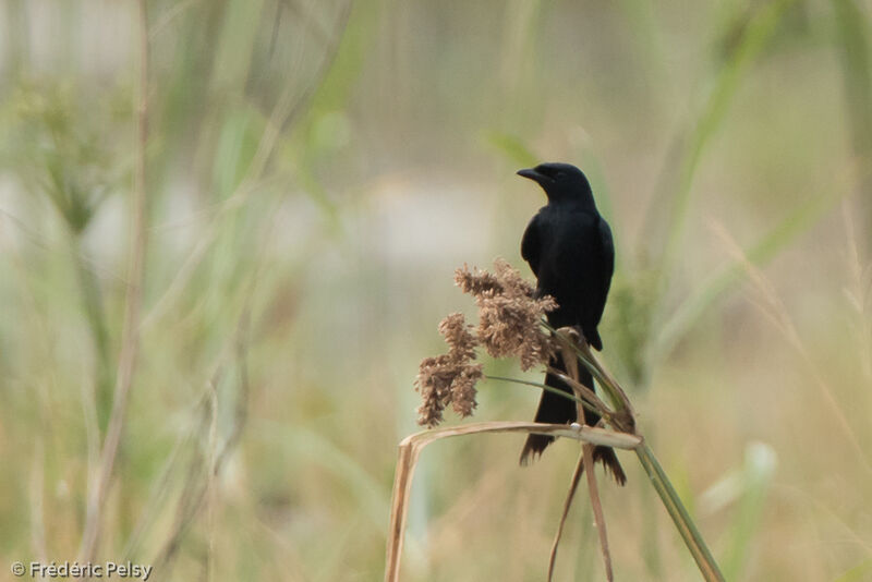 Black Drongoadult, identification