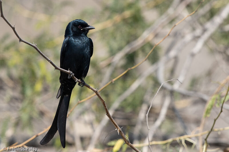 Black Drongo