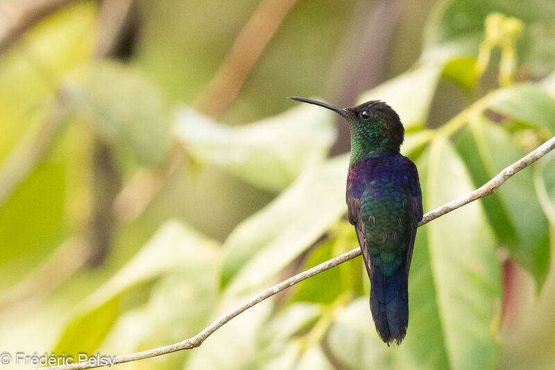 Crowned Woodnymph male