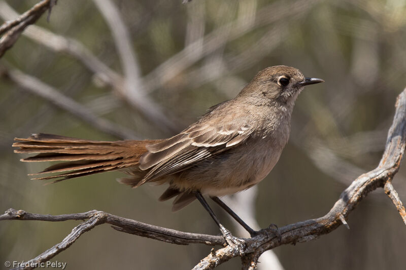 Southern Scrub Robin