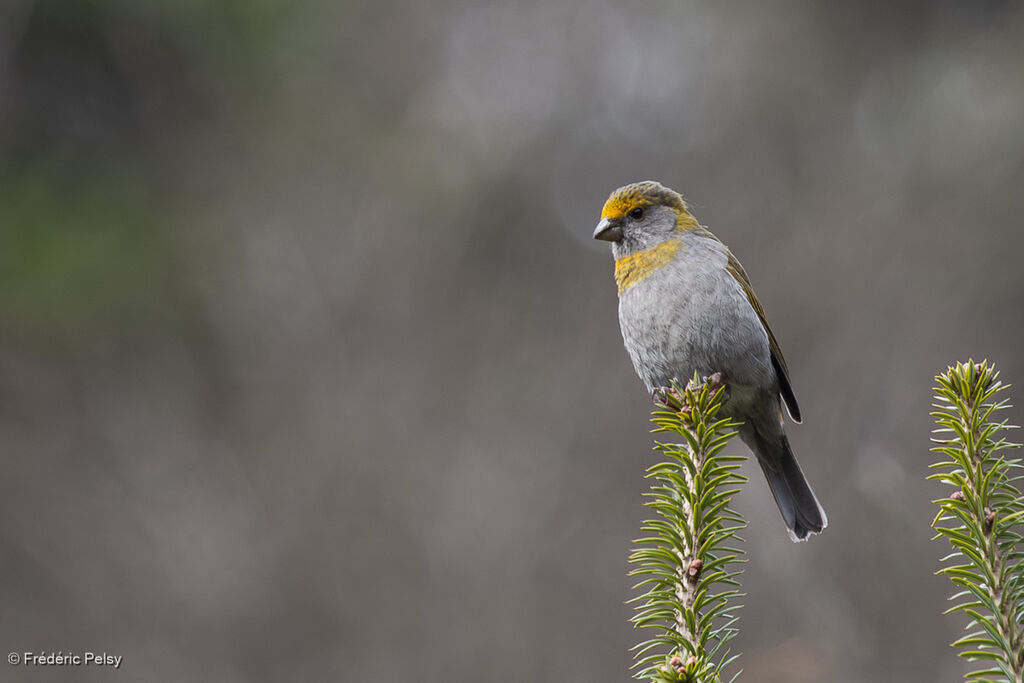 Durbec à tête rouge femelle