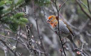 Durbec à tête rouge