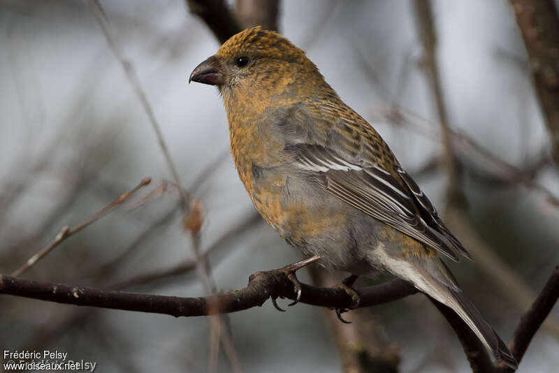 Pine Grosbeak female adult, identification