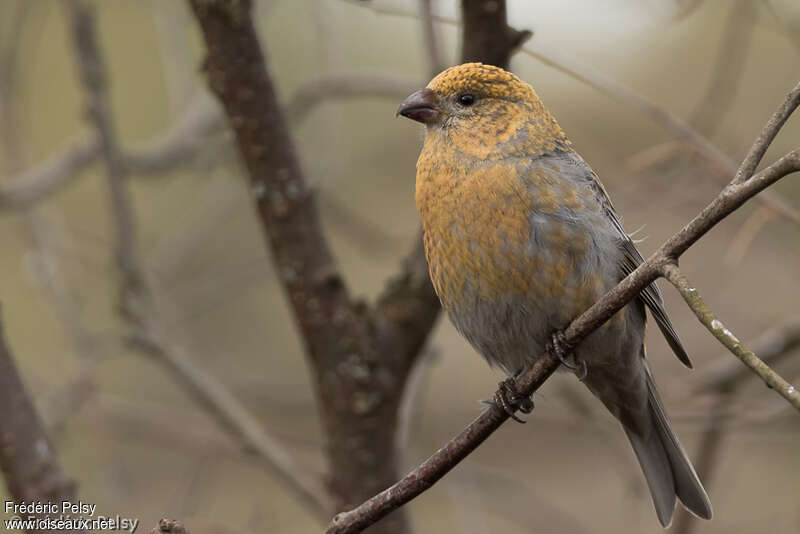 Pine Grosbeak female adult, pigmentation