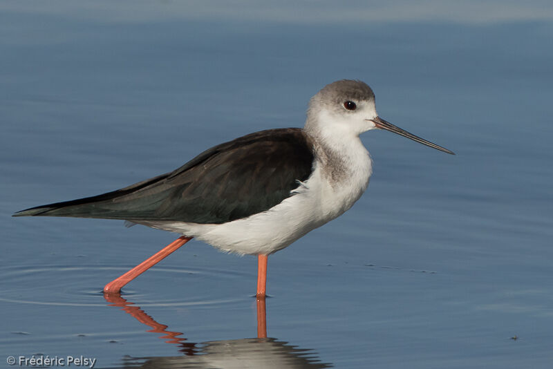 Black-winged Stilt male adult