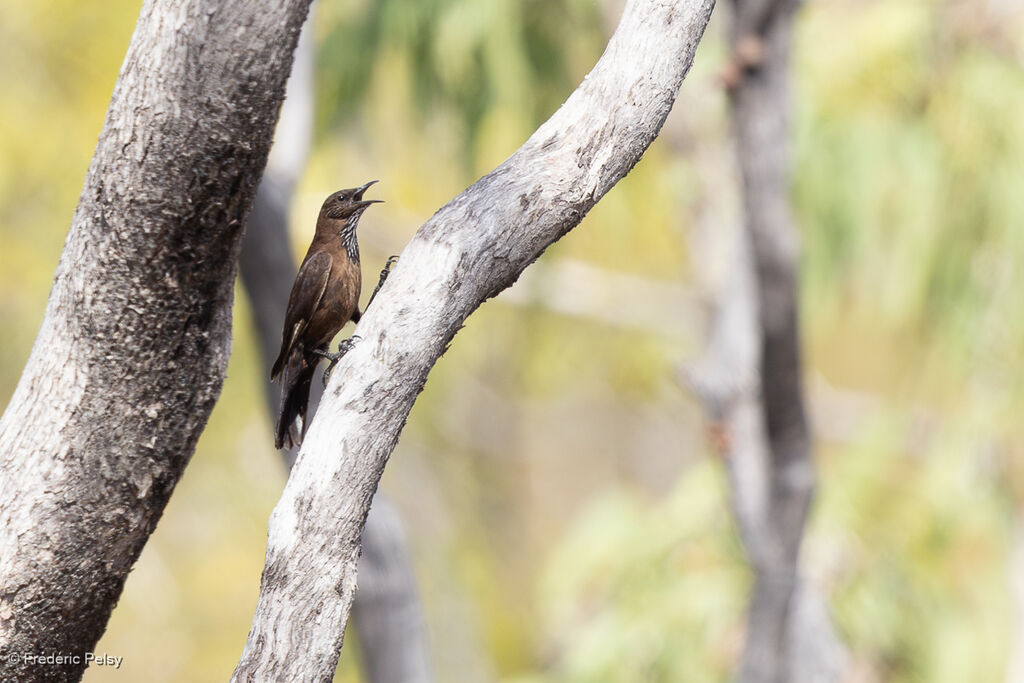 Échelet à queue noire mâle adulte