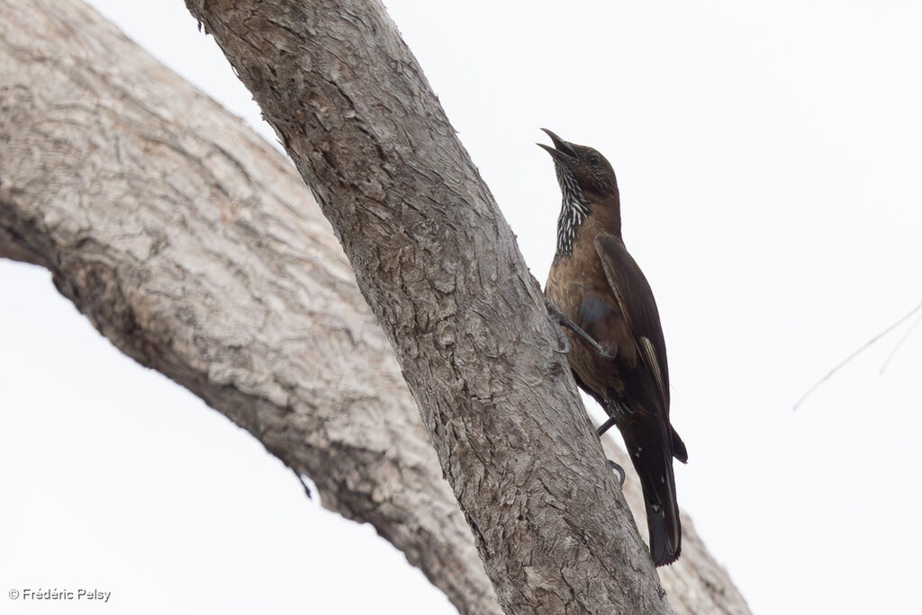 Échelet à queue noire