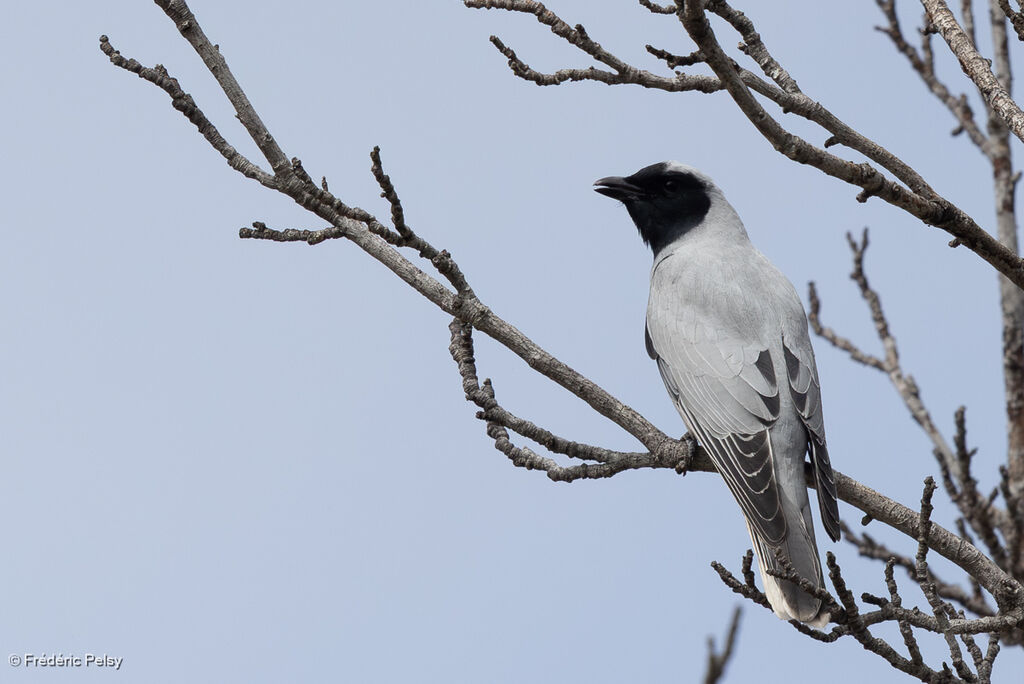 Échenilleur à masque noir
