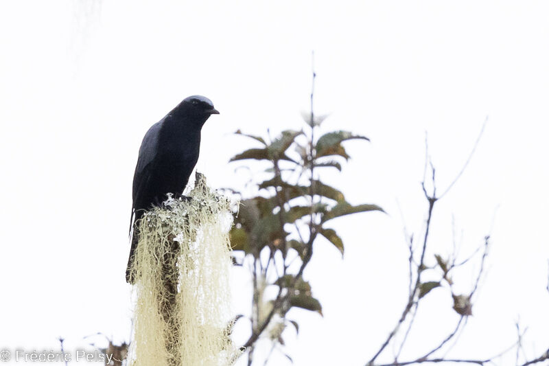 Black-bellied Cuckooshrike male