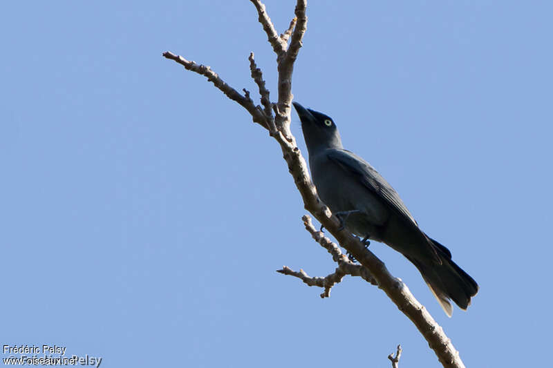 Bar-bellied Cuckooshrike