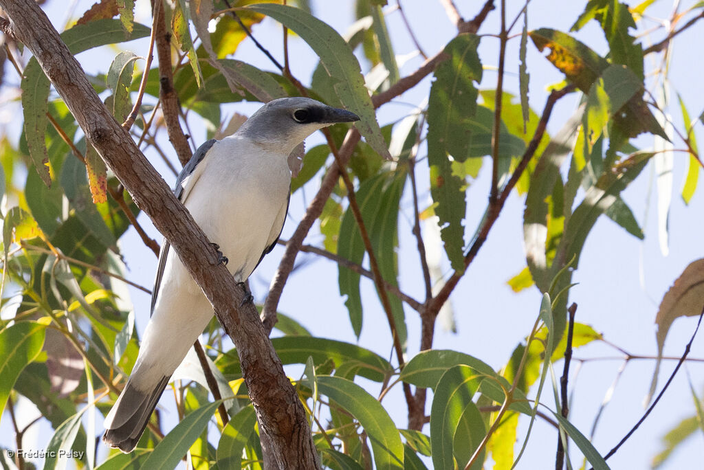 White-bellied Cuckooshrike