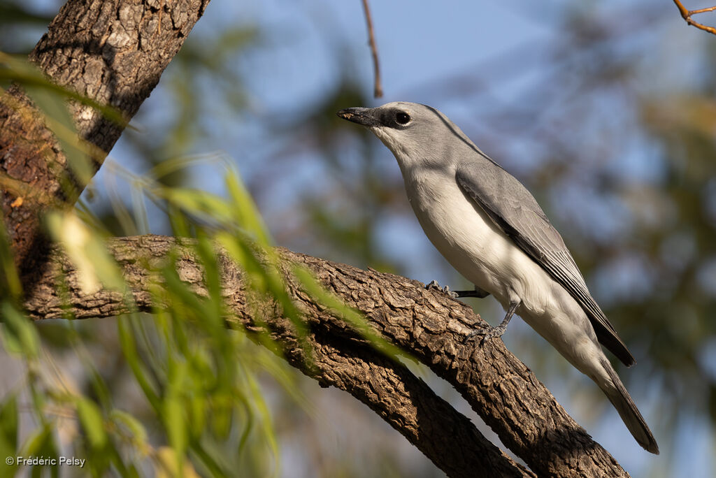 Échenilleur choucari mâle adulte