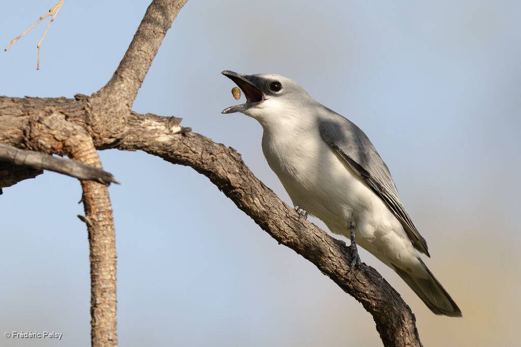 Échenilleur choucari mâle adulte